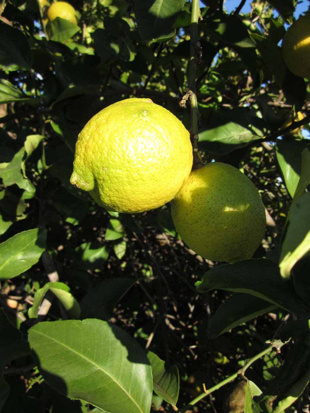            Fruit (Bearss, Winter Haven, FL)   